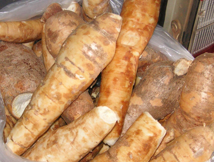 cassava